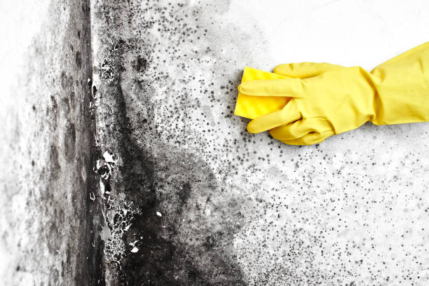 Best Toxic Mold Removal  in Kellogg, ID