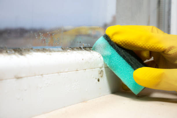 Best Commercial Mold Removal  in Kellogg, ID