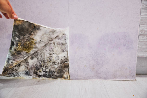Best Mold Removal Company Near Me  in Kellogg, ID